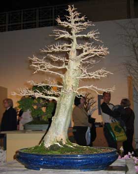 Acer burg