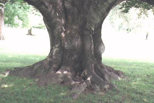 beech trunk