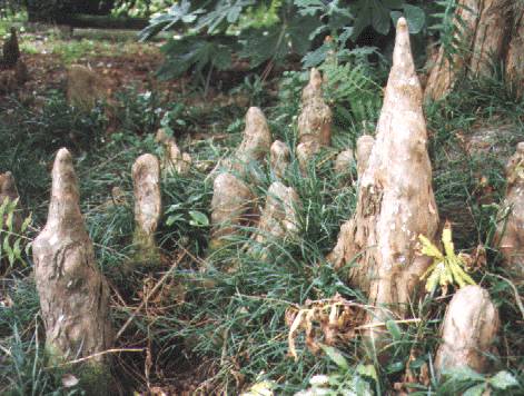 Cypress Knees