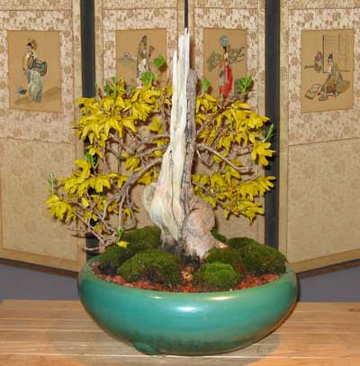 Forsythia