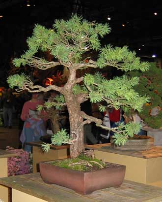 Scots Pine