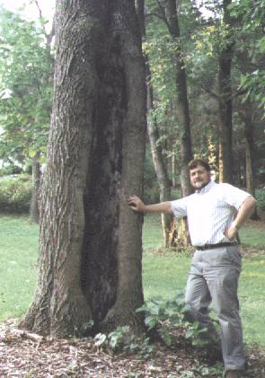 Split Ash