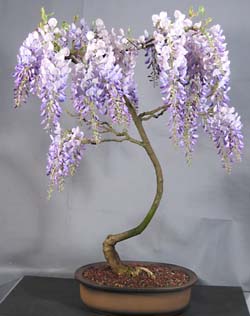 wisteria