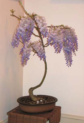 wisteria