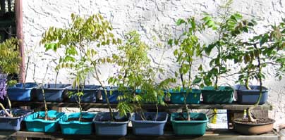 Growing Bench